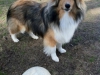 dante-ball