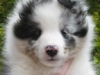 rocco